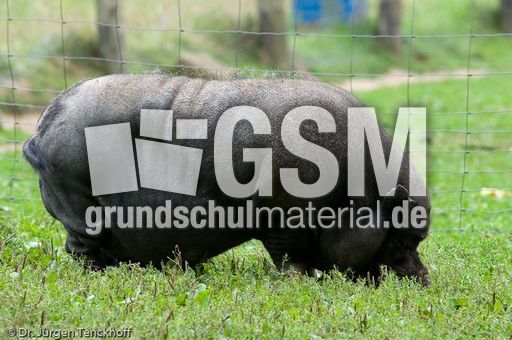 Hängebauchschwein (25 von 37).jpg